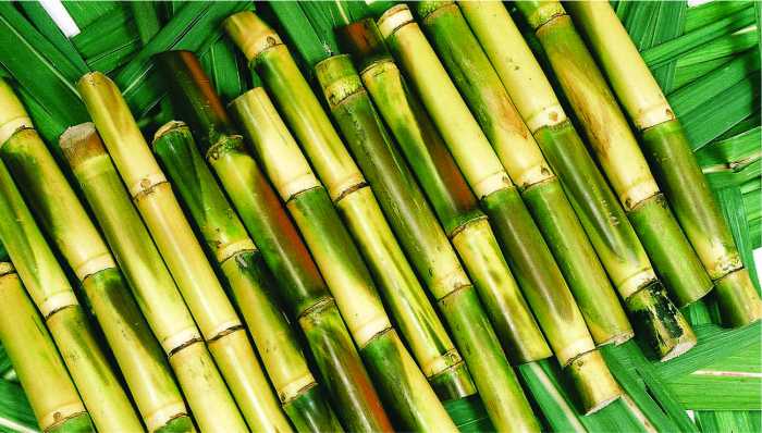 sugarcane-1.jpg